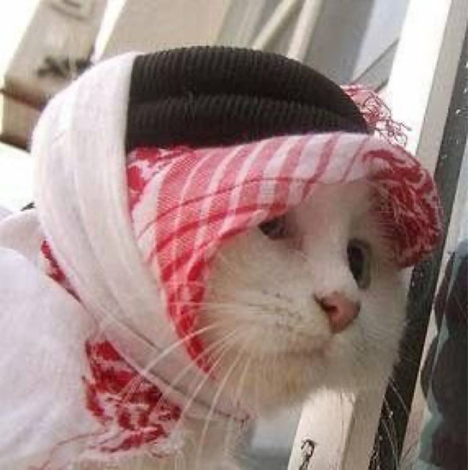 Милый котик в шапке