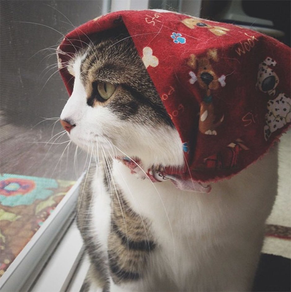 Рыжий кот в чепчике