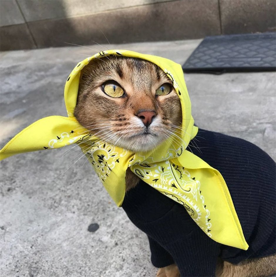Кошка в парандже