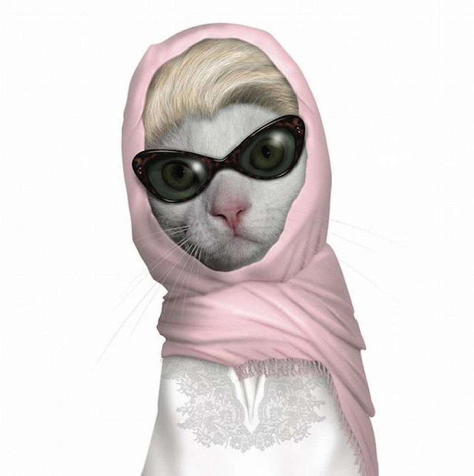 Кот в капюшоне