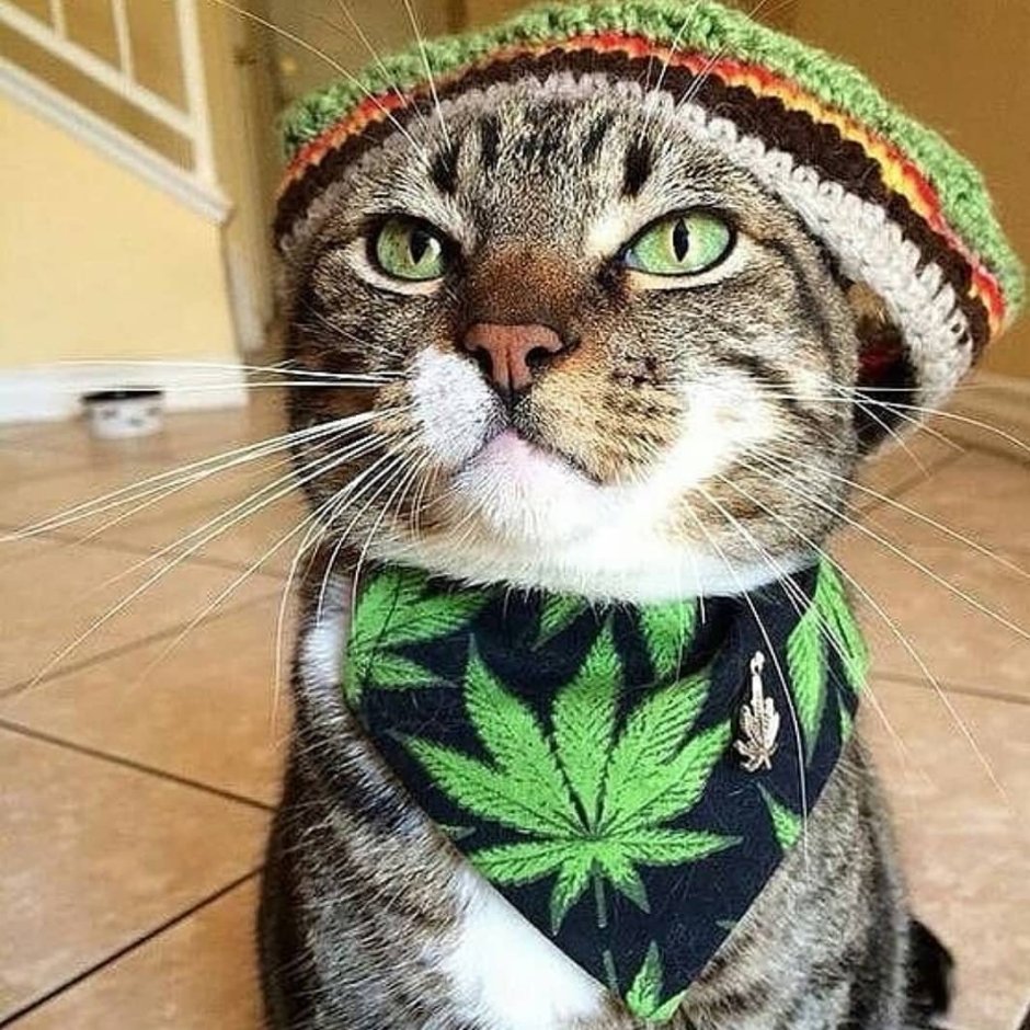 Мусульманская девушка с котом