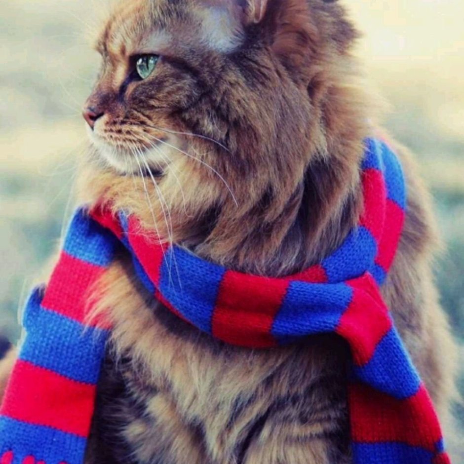 Кошка в тюбетейке