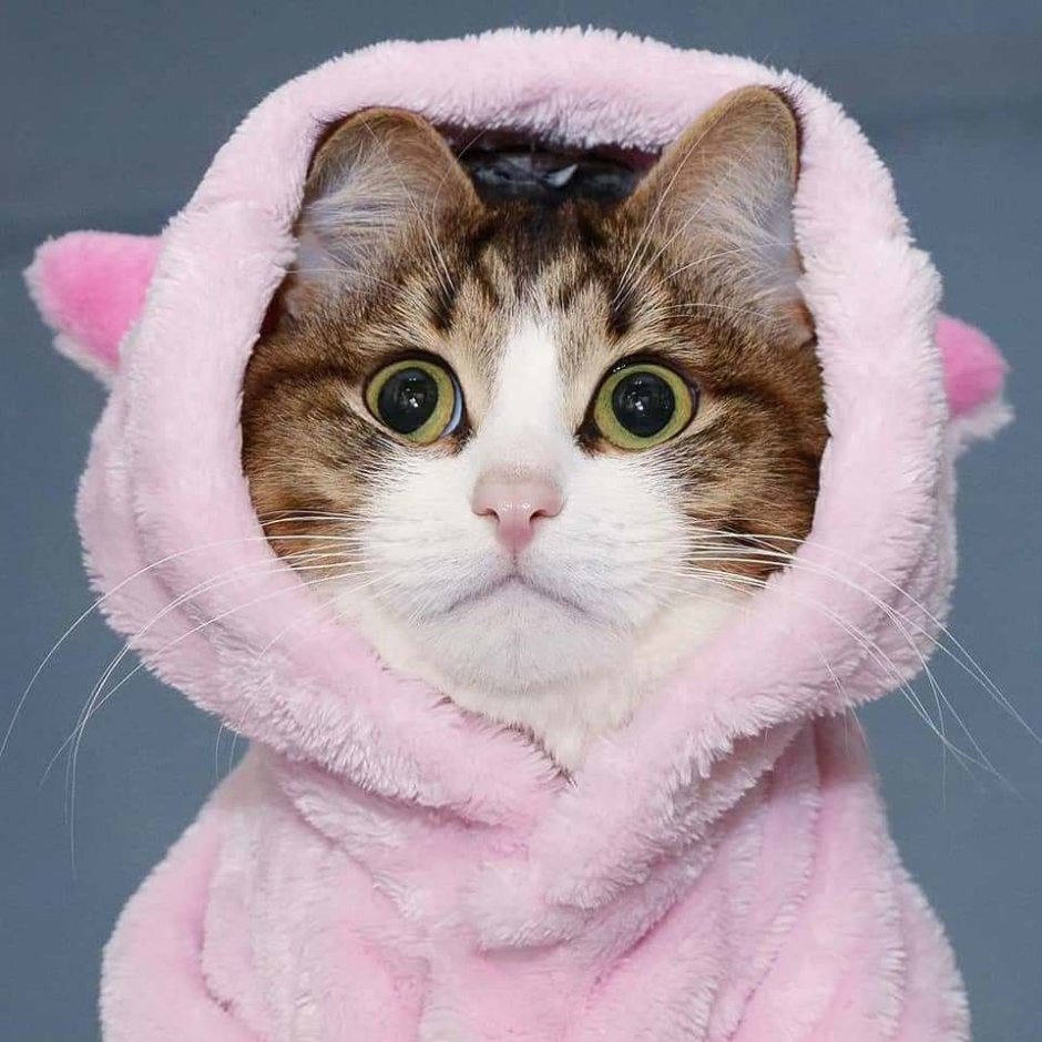Кот в одеяле на скамейке