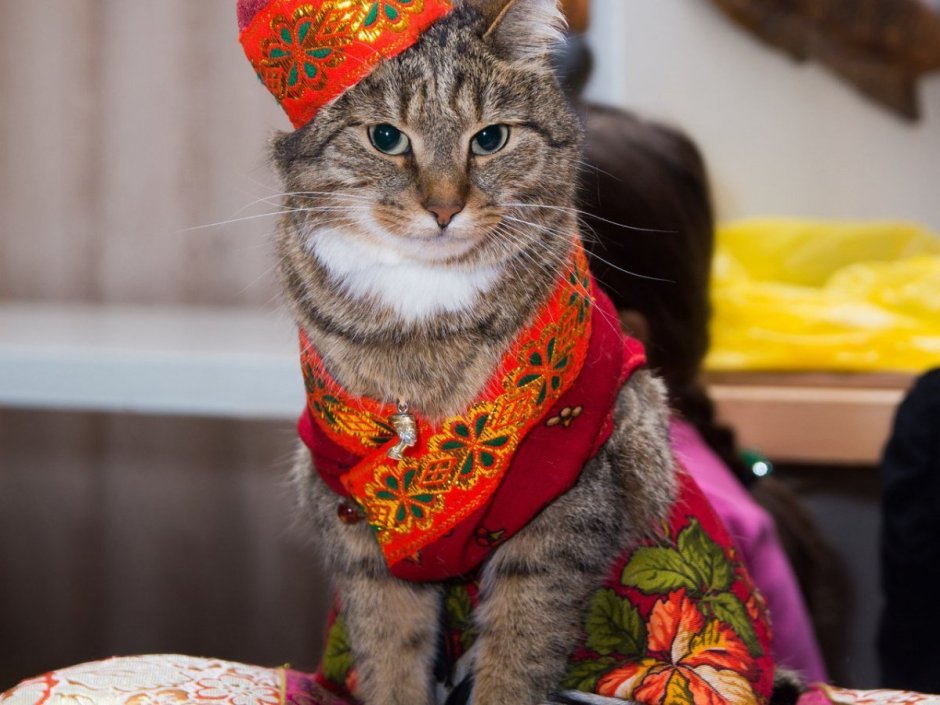 Котики в одежде