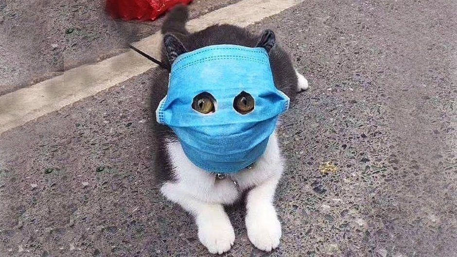 Таджикский кот