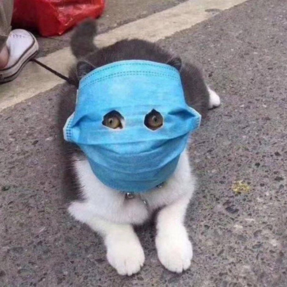 Кот в капюшоне