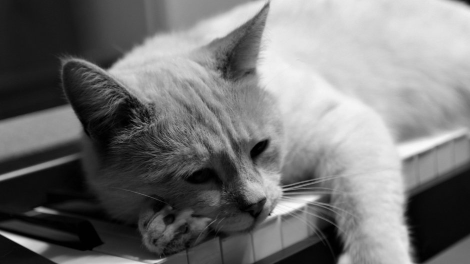 Степан негур тату коты