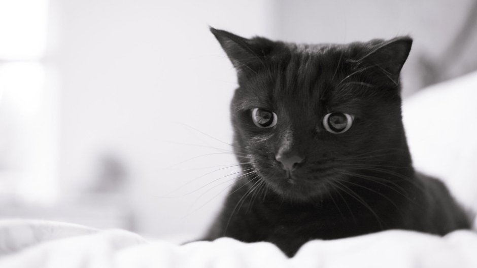 Фантастический кот