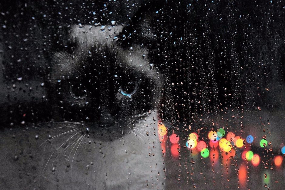 Рихардс Донскис Чеширский кот