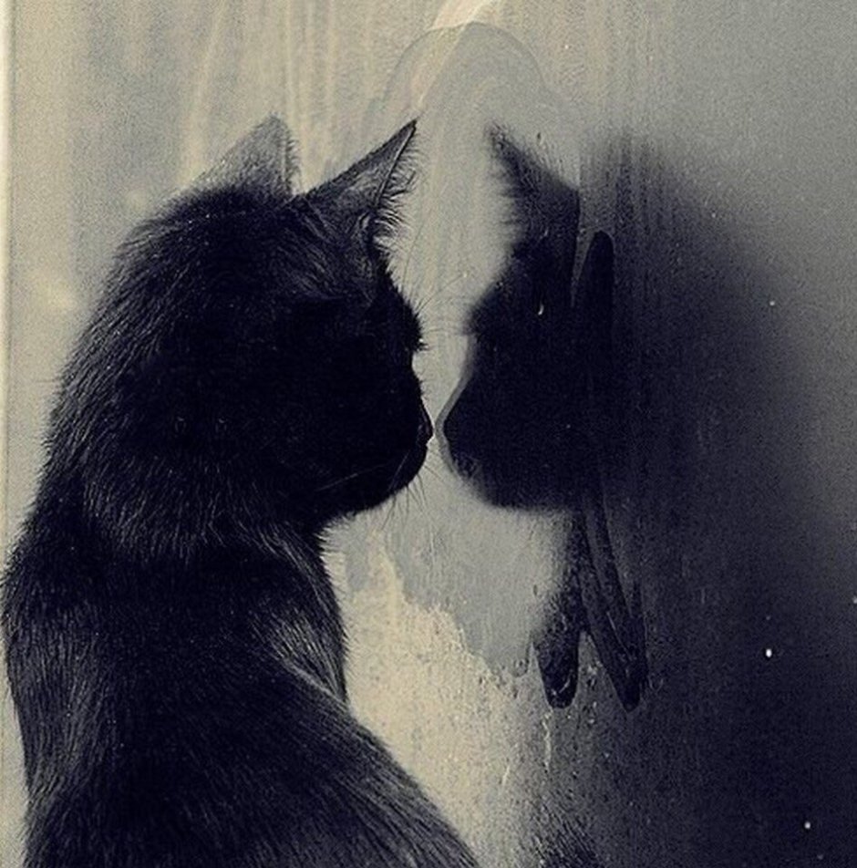 Одинокий кот