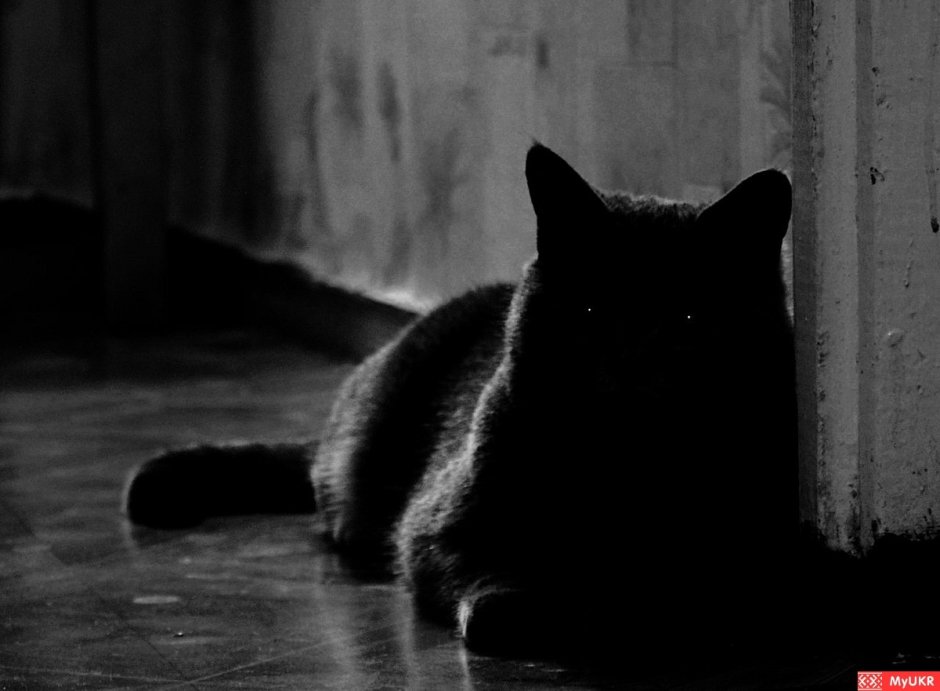 Милые котики