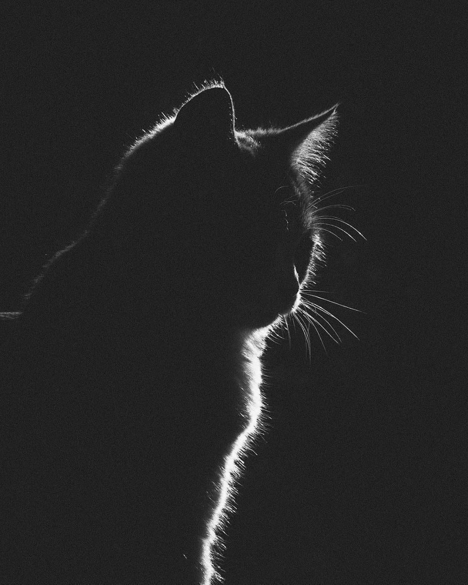 Одинокий кот