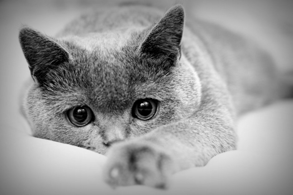 Кот Эстетика