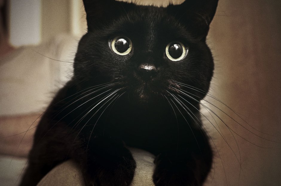Черная кошка на окне