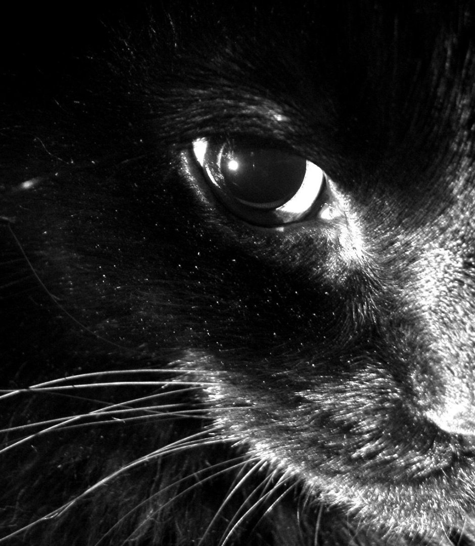 Черная кошка лежит