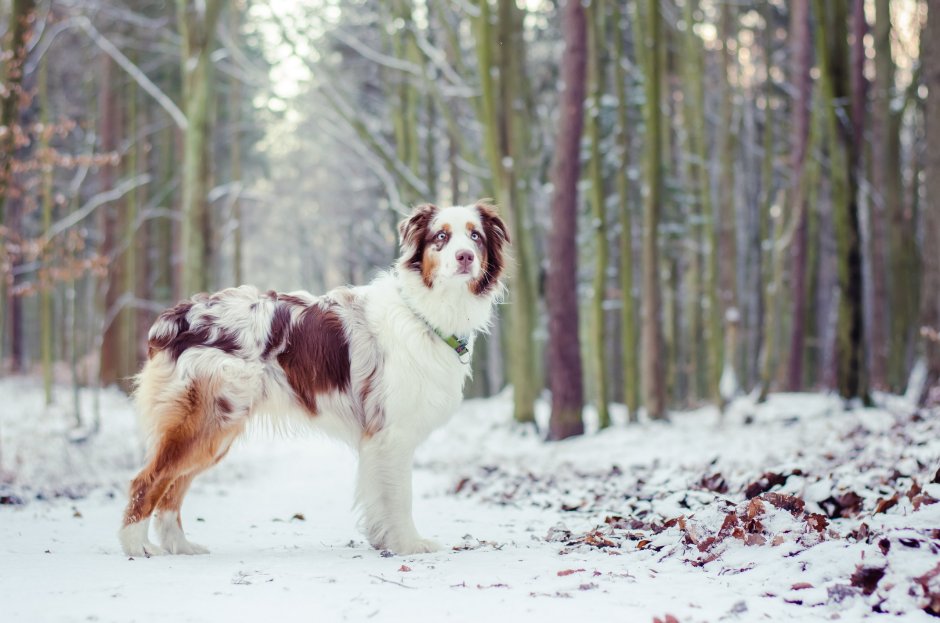 Австралийская овчарка / Australian Shepherd