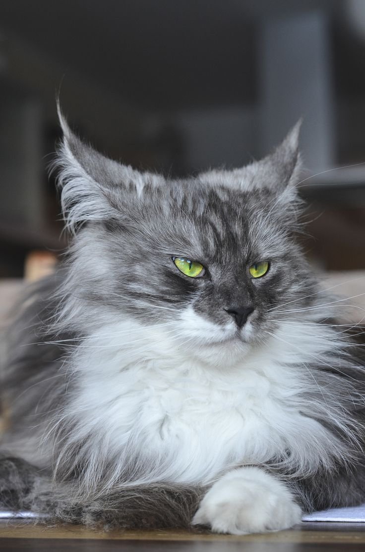 Мейн кун серый