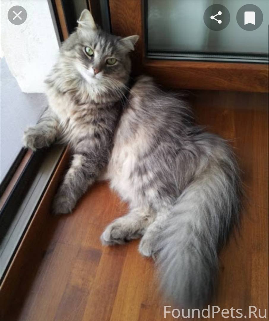 Мейн кун серый