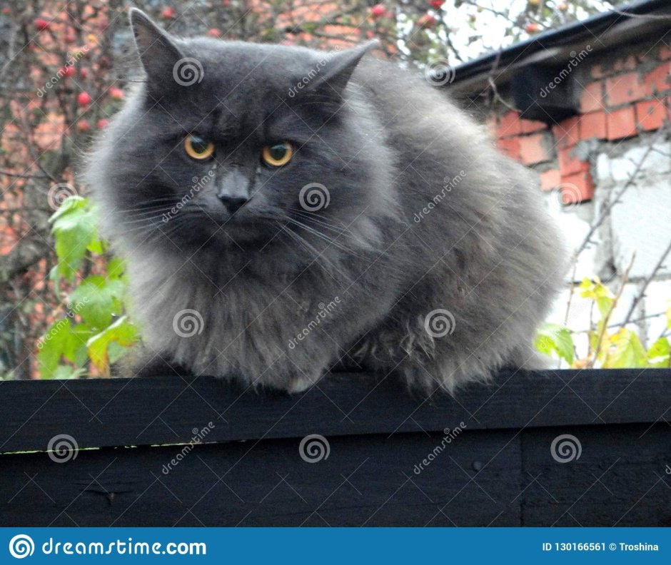 Норвежская Лесная кошка дымчатая