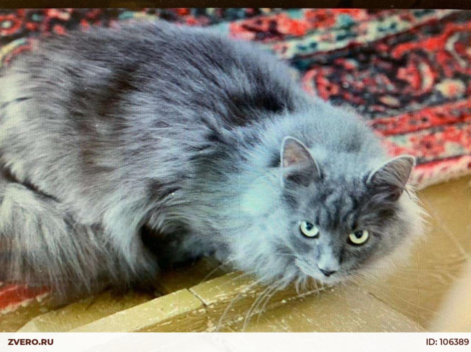 Сибирская короткошерстная кошка серая