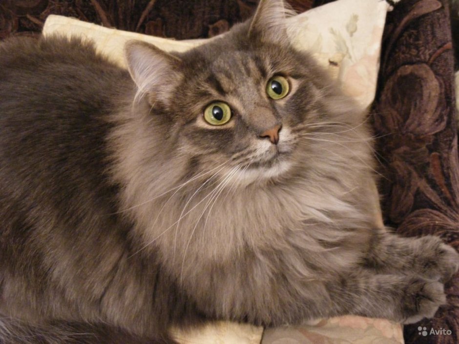 Сибирский кот серый