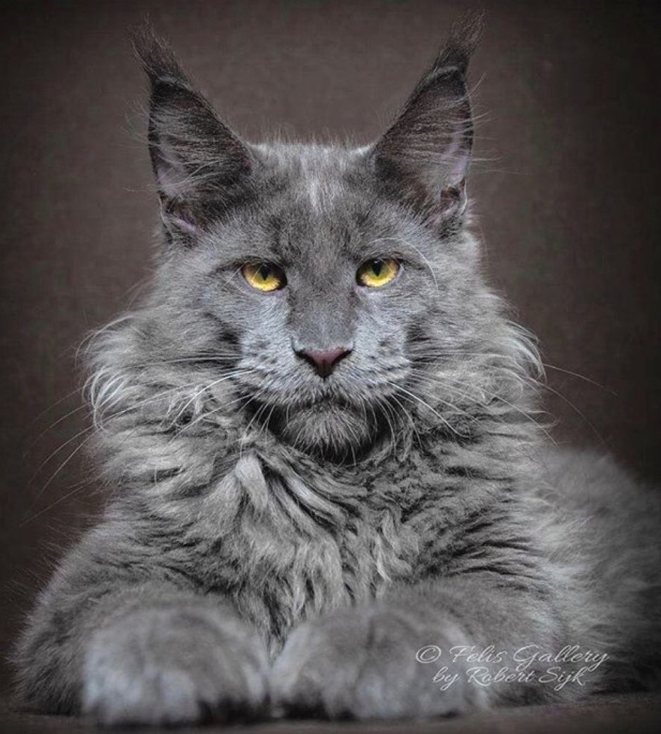 Сибирская длинношерстная кошка