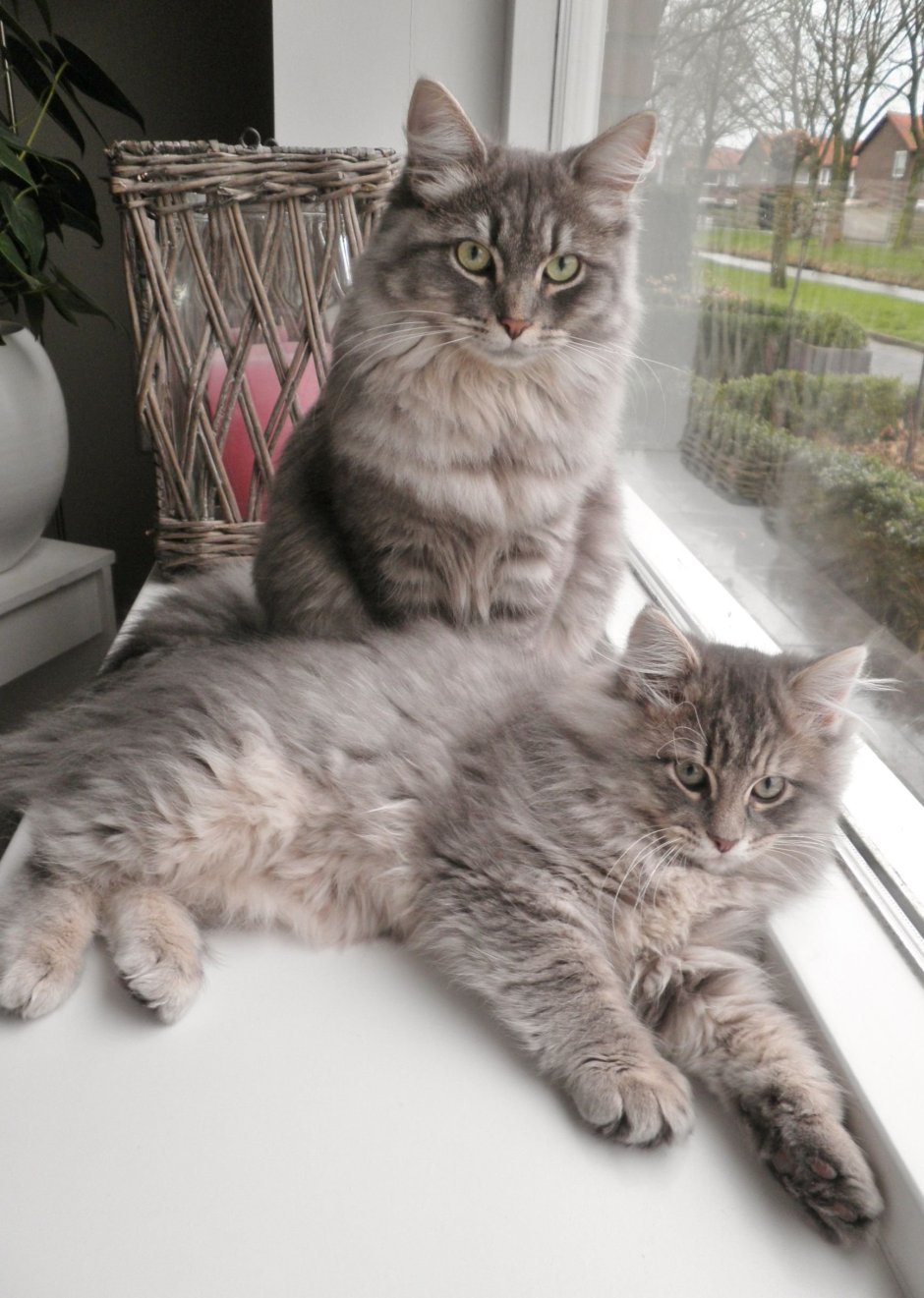 Сибирская голубая длинношерстная кошка