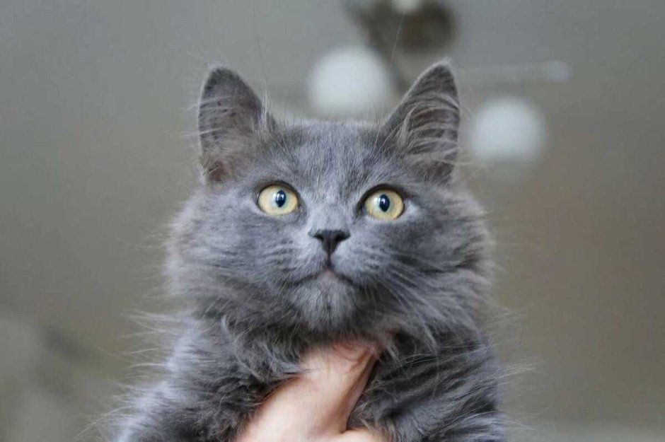 Сибирская дымчатая длинношерстная