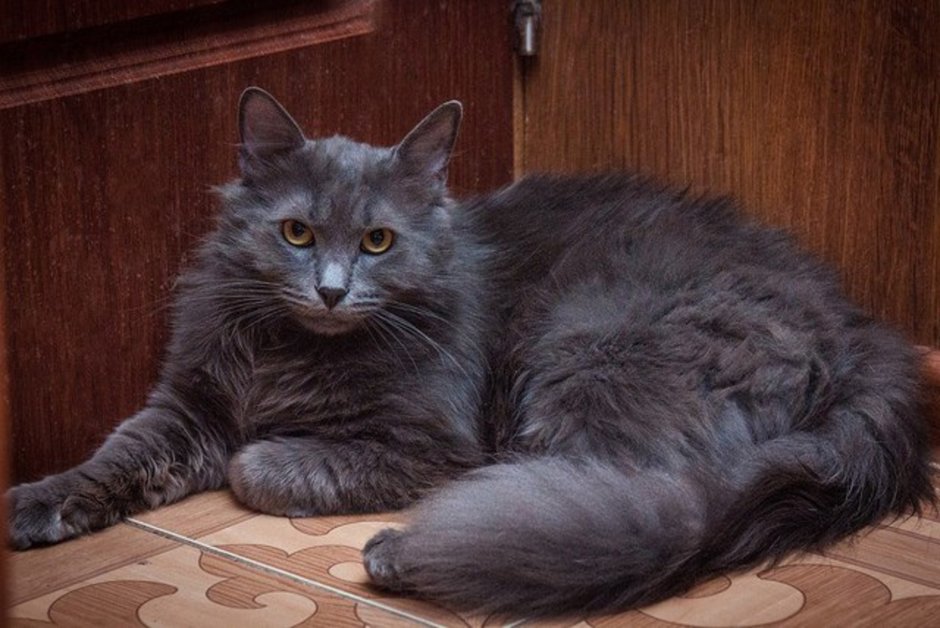 Сибирская кошка дымчатая