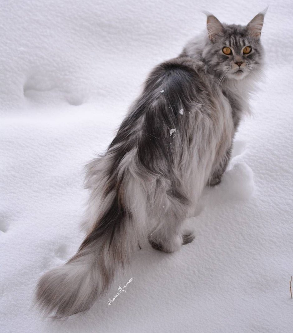 Сибирский кот серый длинношёрстный