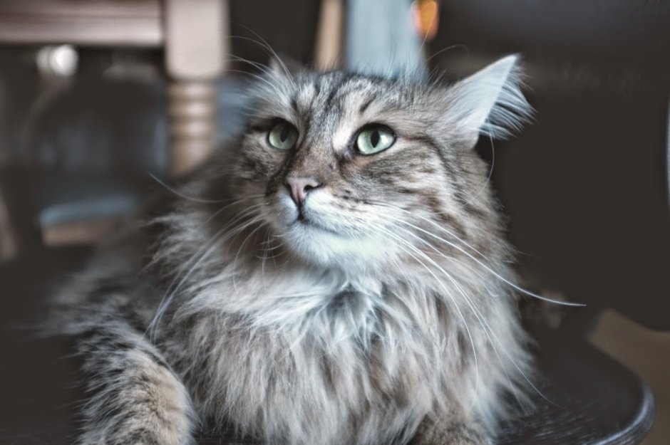 Сибирская кошка дымчатая