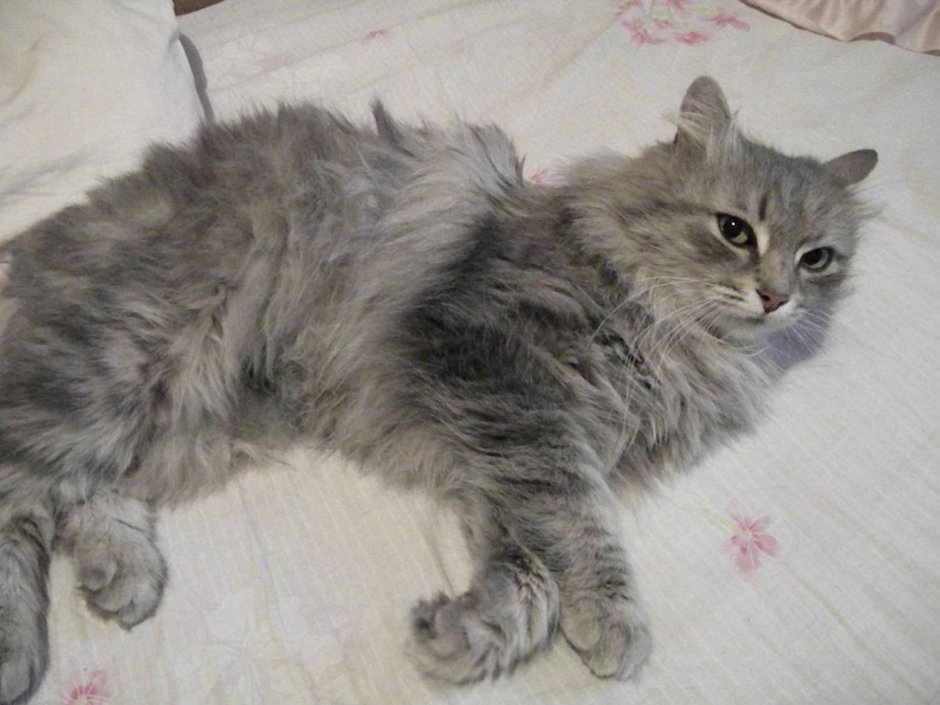 Сибирская кошка серая дымчатая