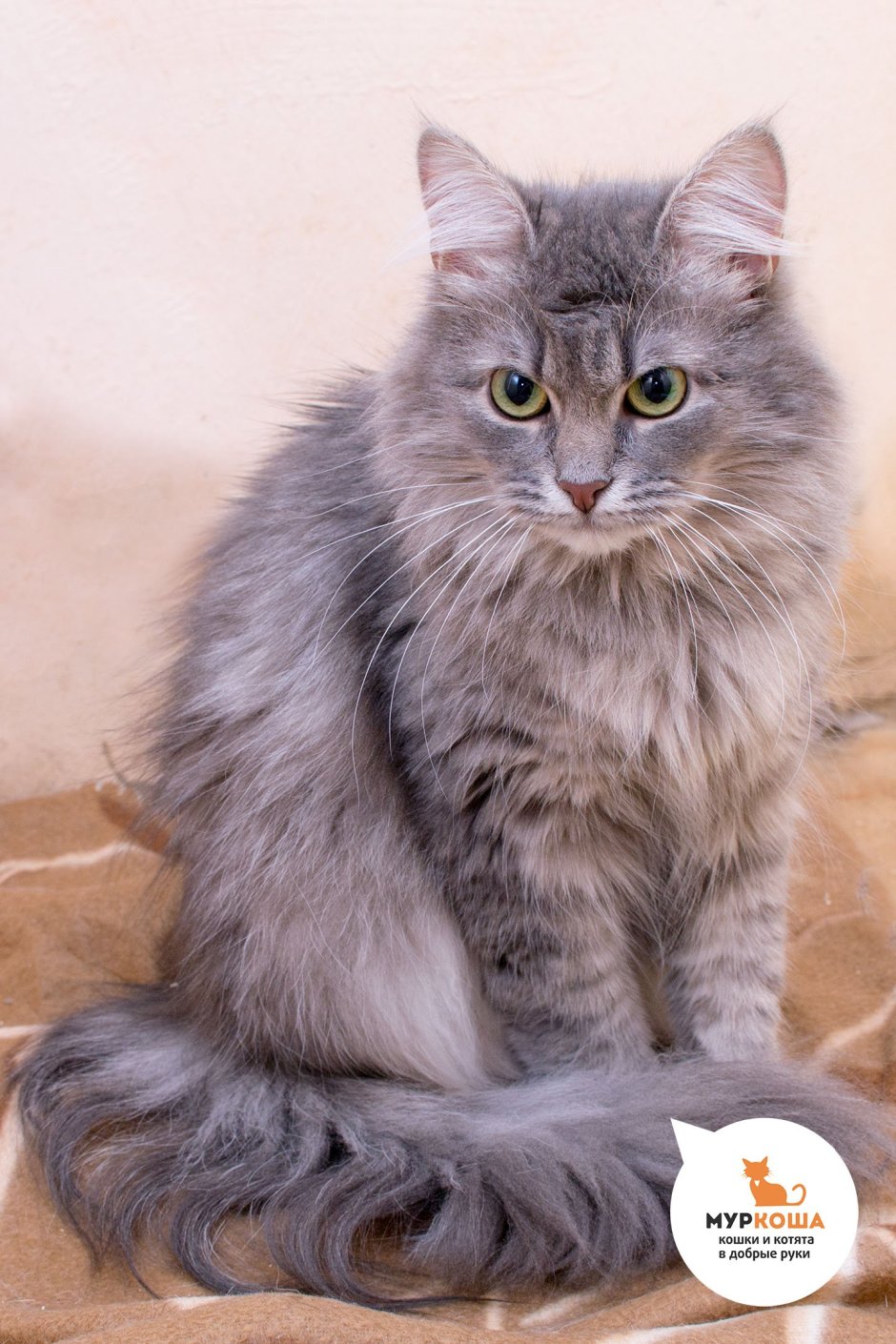 Сибирский длинношерстный кот