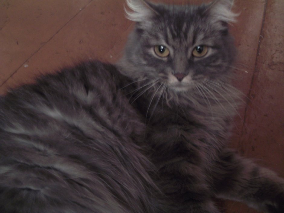 Норвежская длинношерстная Лесная кошка