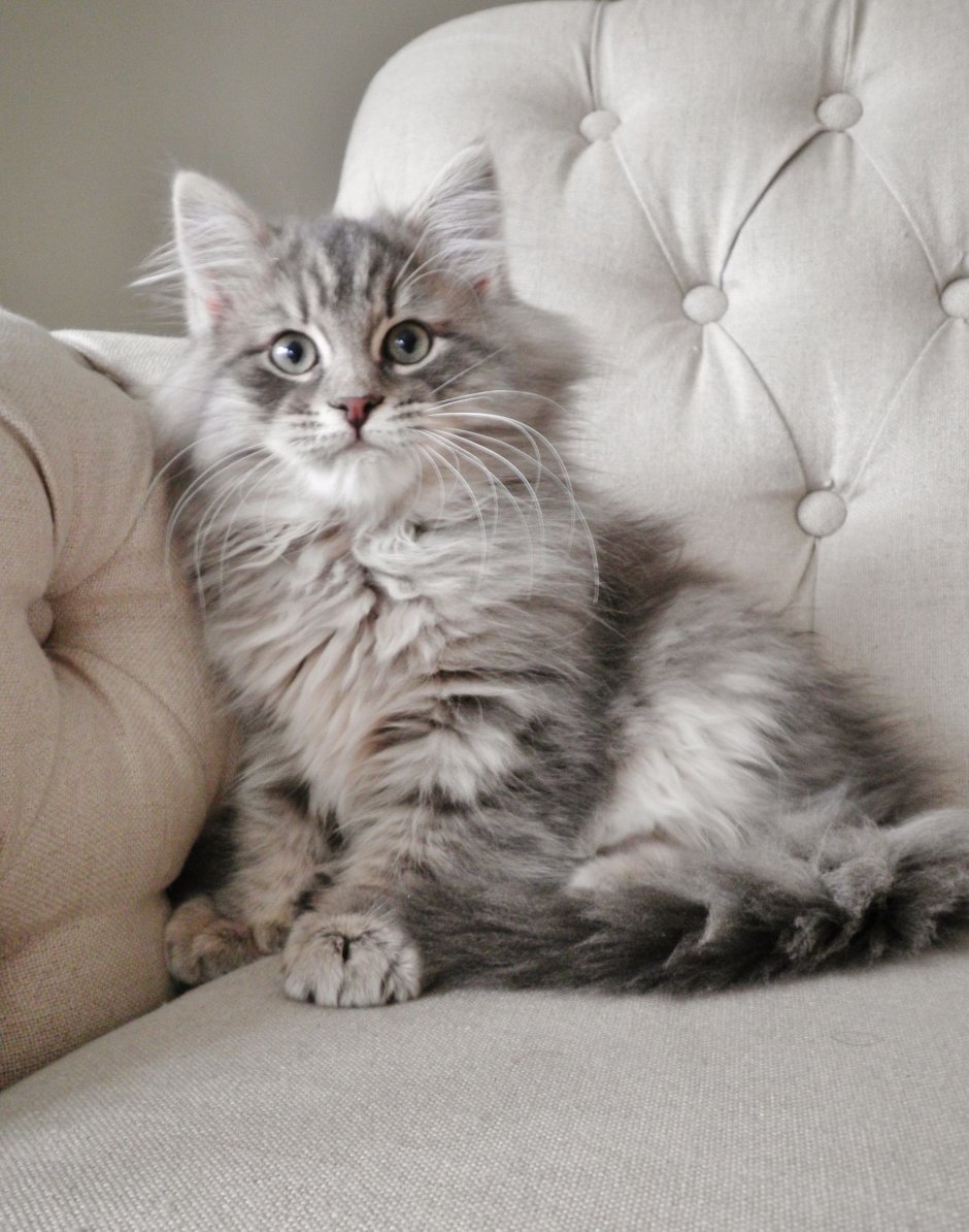 Кот Мейн кун серый