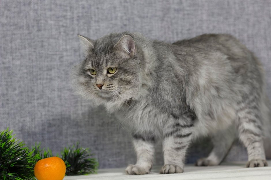 Сибирская кошка серая