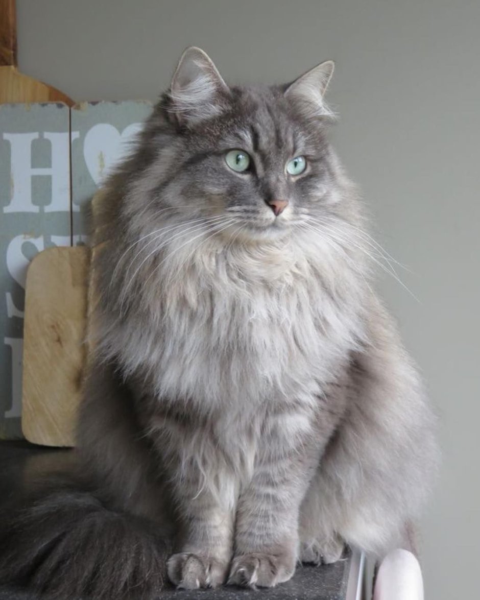 Сибирская голубая длинношерстная кошка
