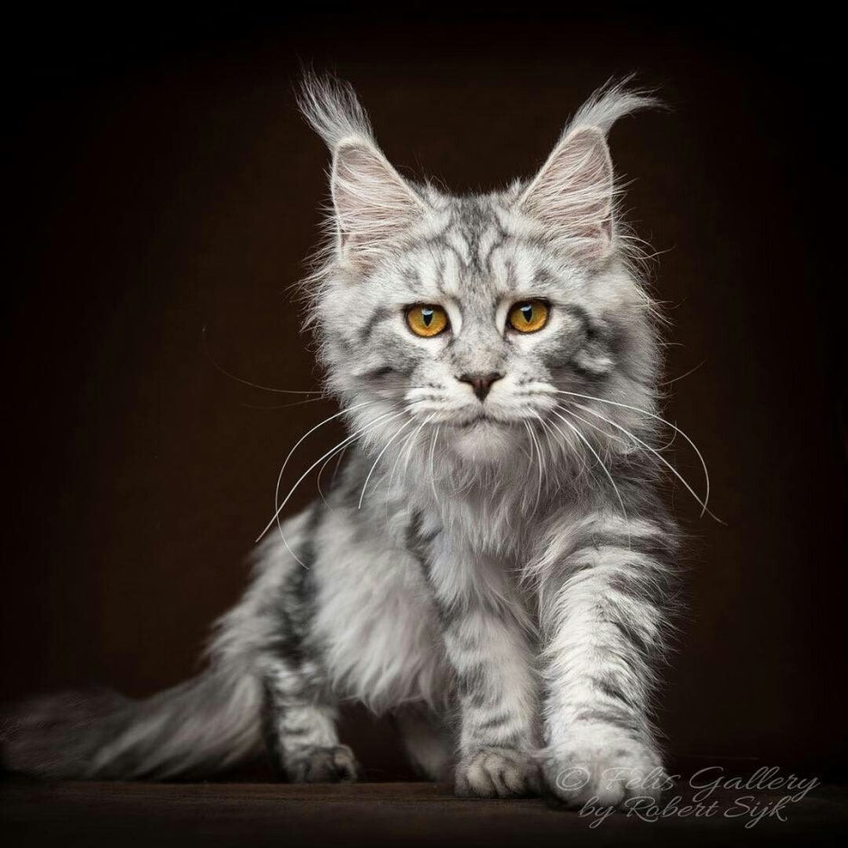 Сибирская дымчатая длинношерстная