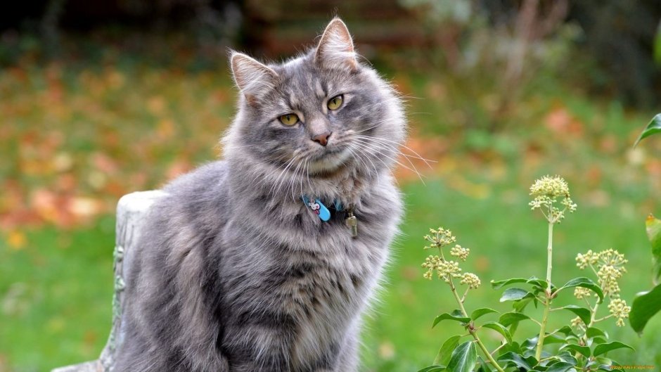 Сибирский кот пепельного окраса