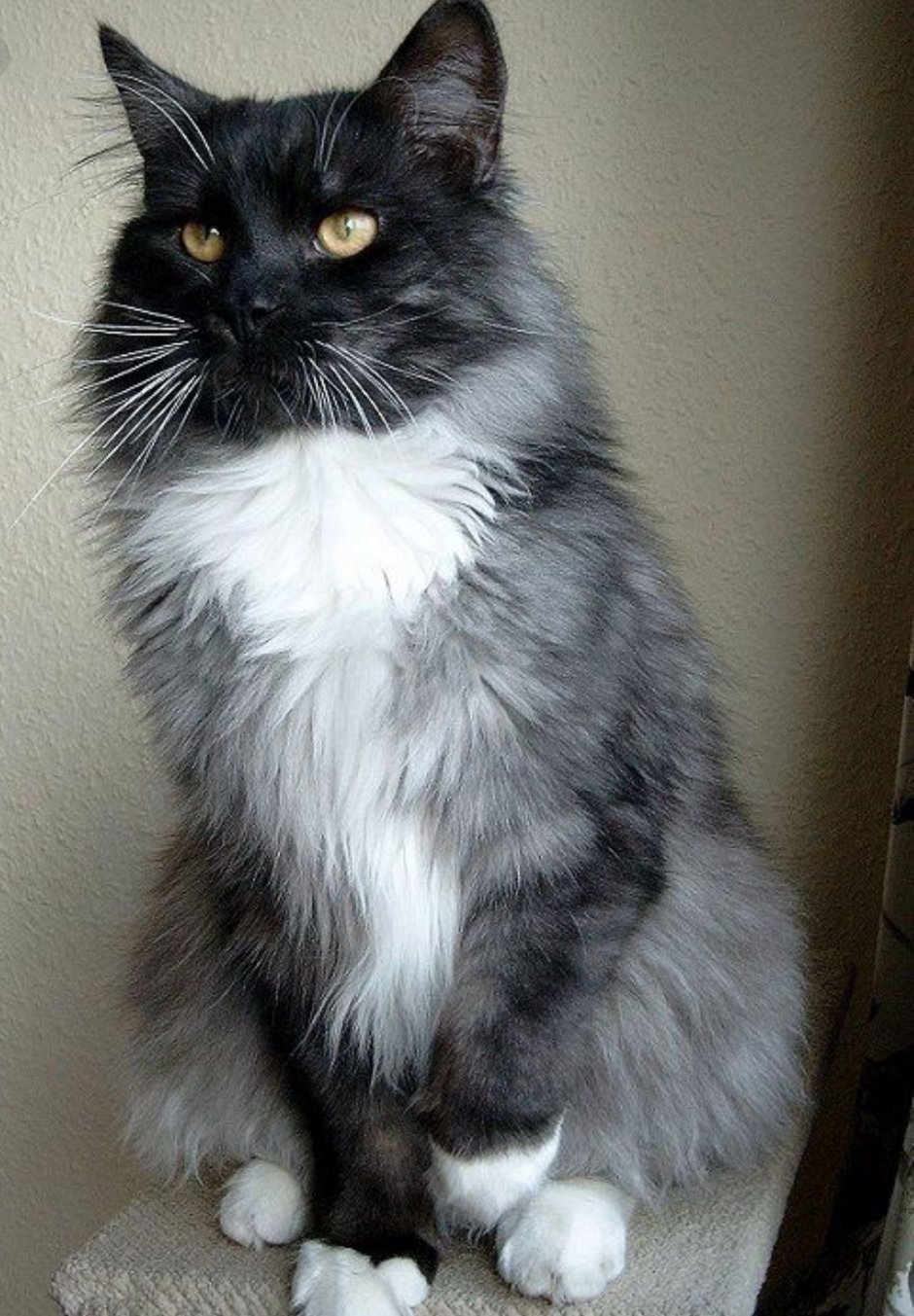 Русская голубая кошка метис