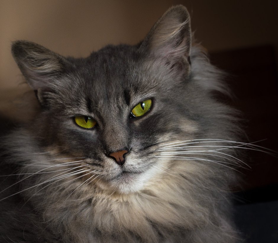 Серый Мейн кун котенок