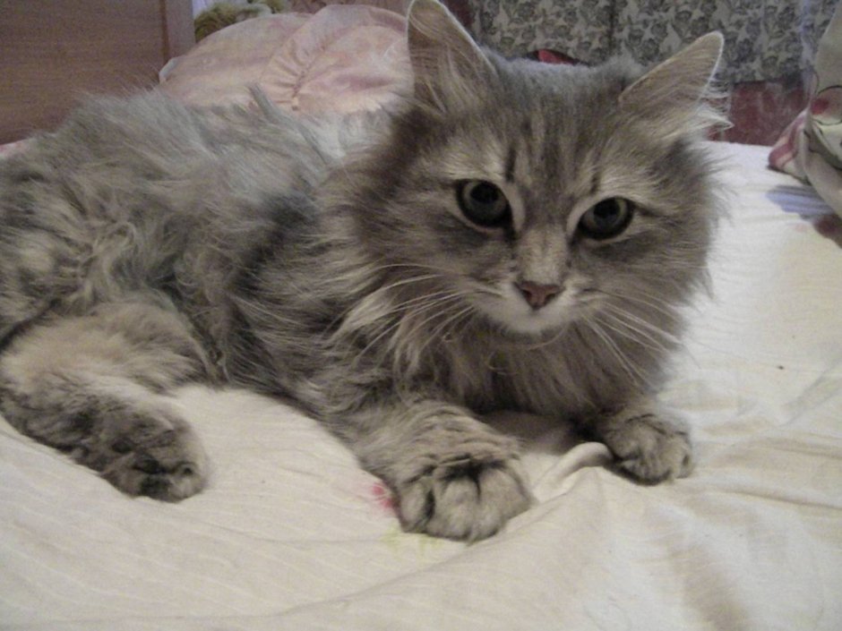 Корат (кошка)