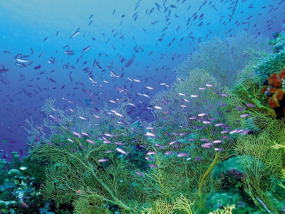 Средиземное море подводный мир
