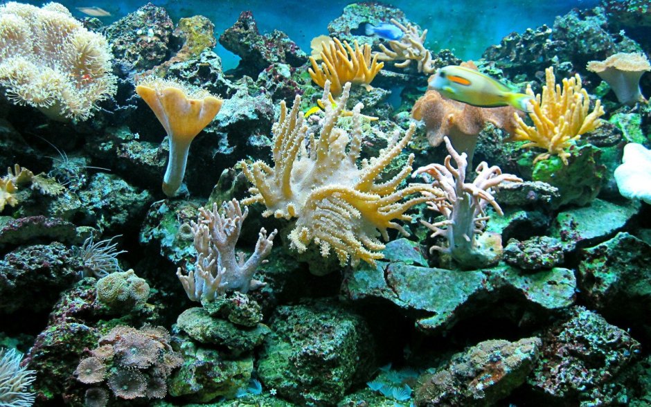 Море подводный мир