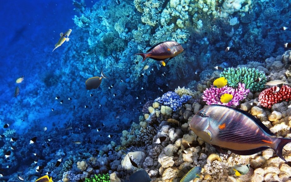 Подводный мир черного моря
