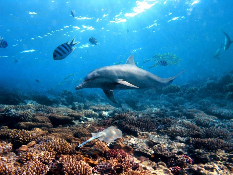 Подводный мир черного моря