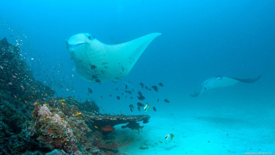 Скаты манты красное море
