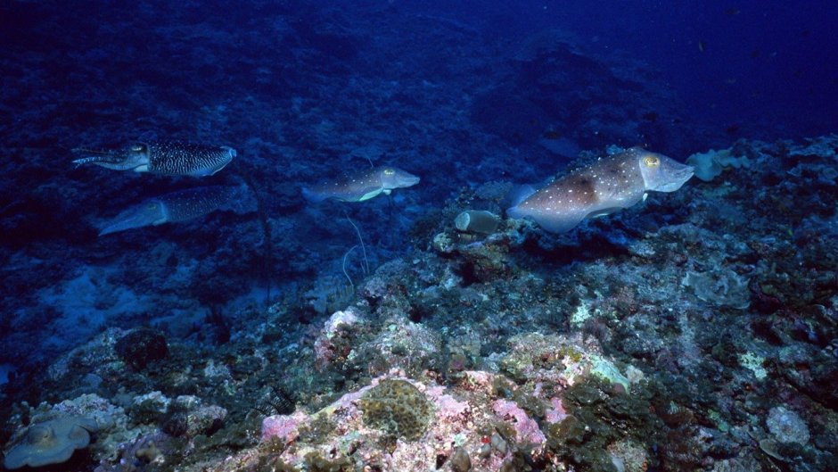 Эгейское море обитатели