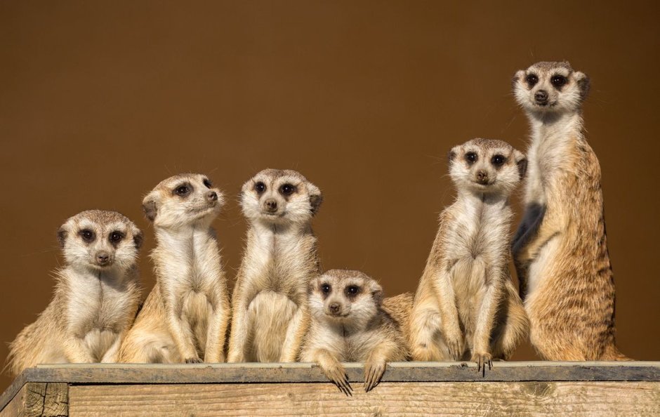 CD сурикаты the Meerkats, 2008