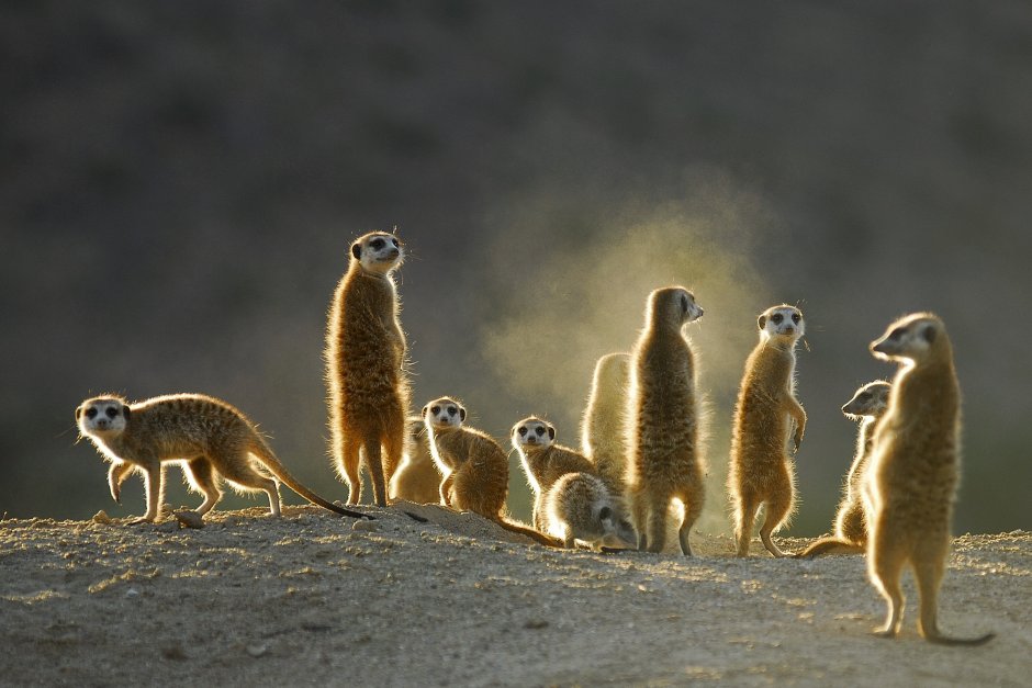 Сурикаты National Geographic